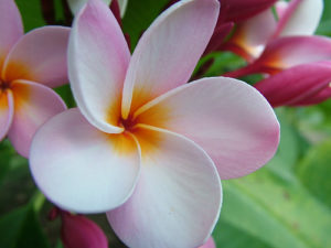 Guam flower