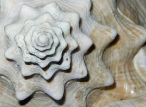 Conch shell, sacred geometry in nature