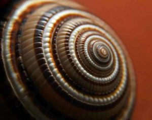 Seashell spirals and patterns, beautiful inspiration!